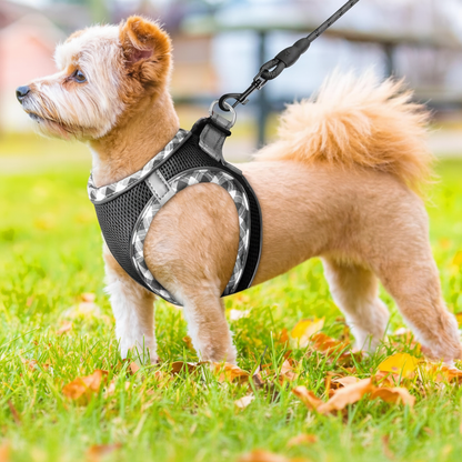 PPH Breathable Mesh Dog Harness & Leash Set
